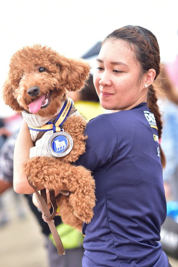 POODLE-WITH-MEDAL